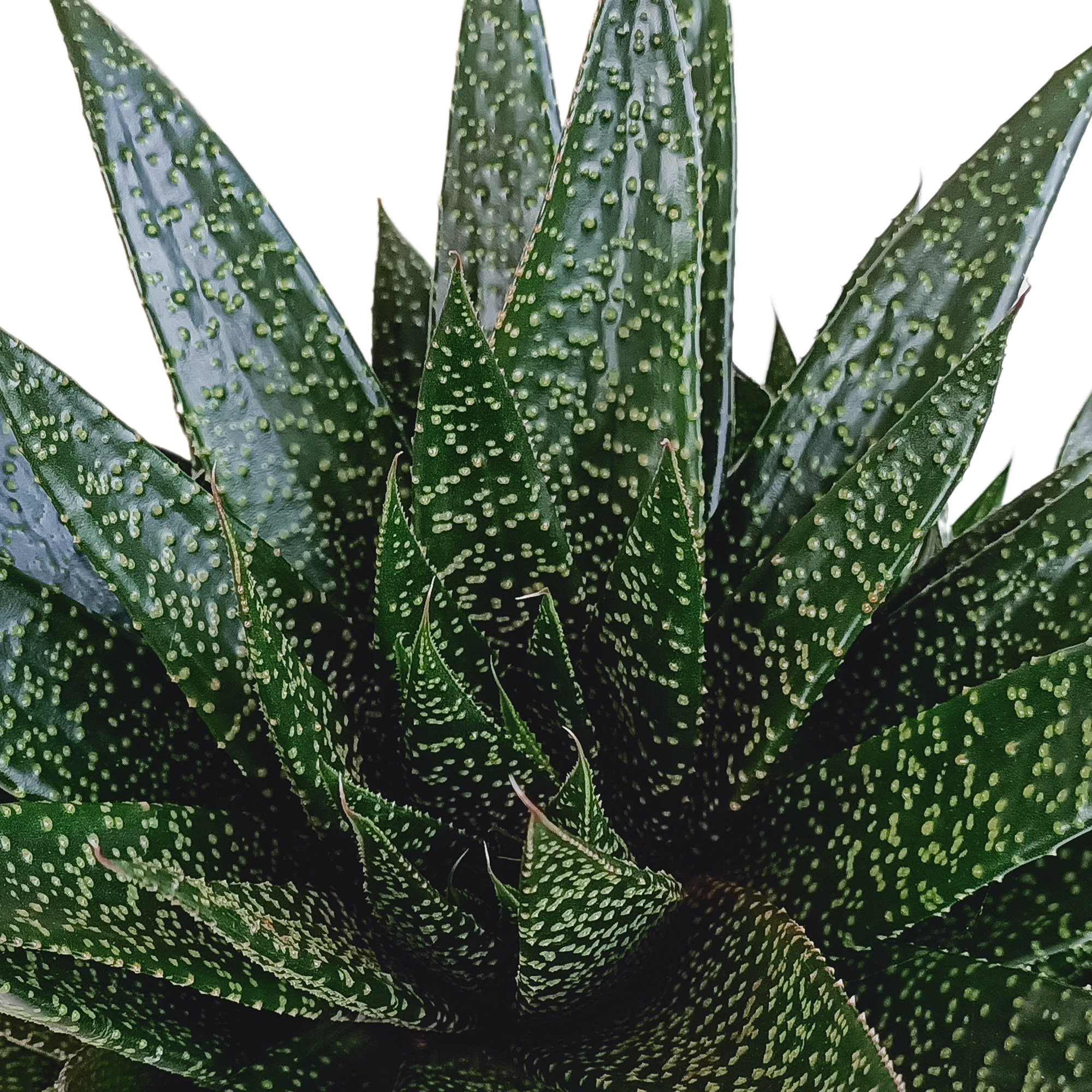Gasteria 'd Due 17cm