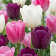 35x Tulipa Pastel mix - Cebule kwiatowe - Mieszanka tulipanów pastelowych - Różne - Kwitnące wiosną - Rozmiar cebuli 11/15