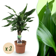 Dracaena fragrans Steudneri - Drakenbloedboom - Weinig onderhoud - Groen - 2 Planten - Pot 17cm - Hoogte 50-55cm