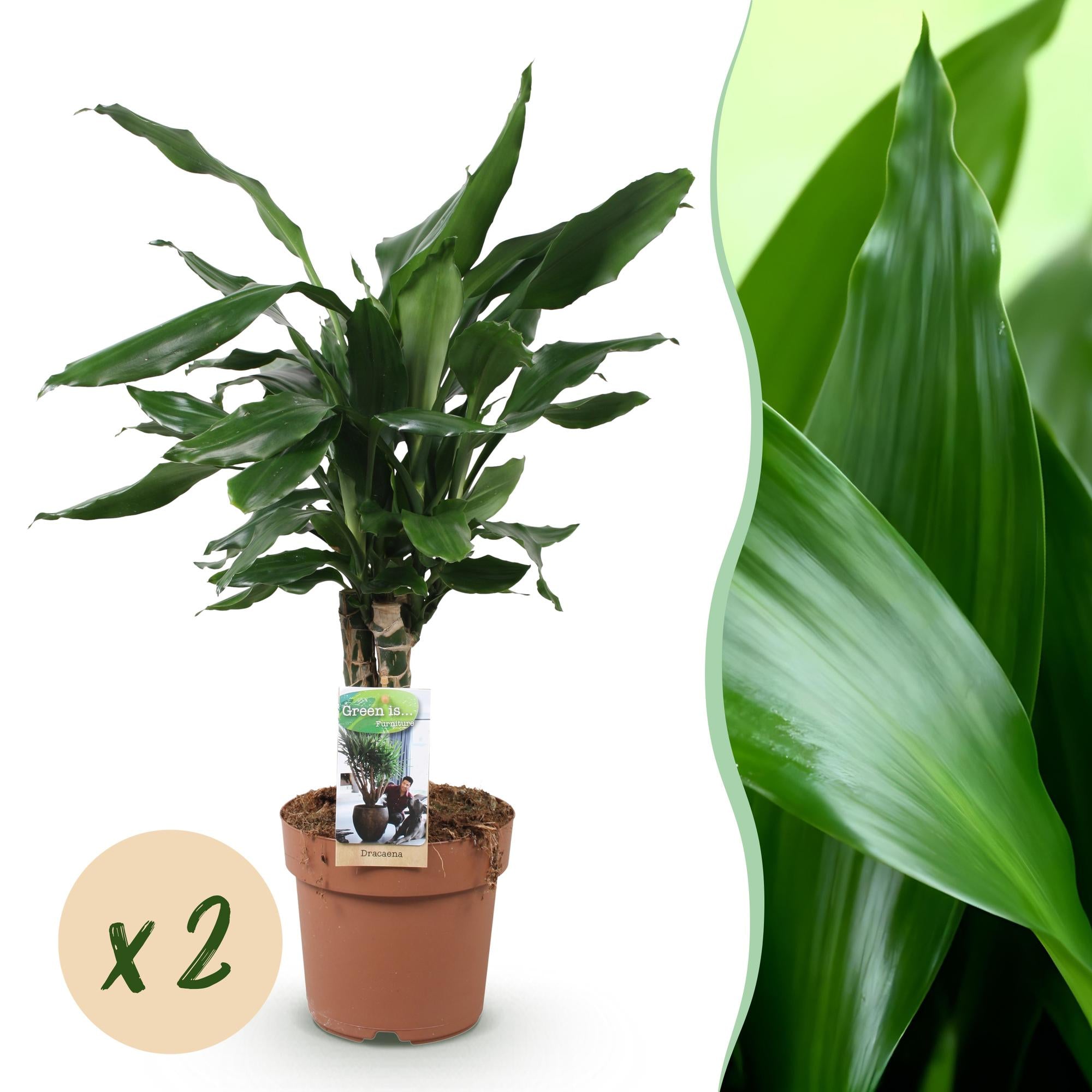Dracaena fragrans Steudneri - Drakenbloedboom - Weinig onderhoud - Groen - 2 Planten - Pot 17cm - Hoogte 50-55cm