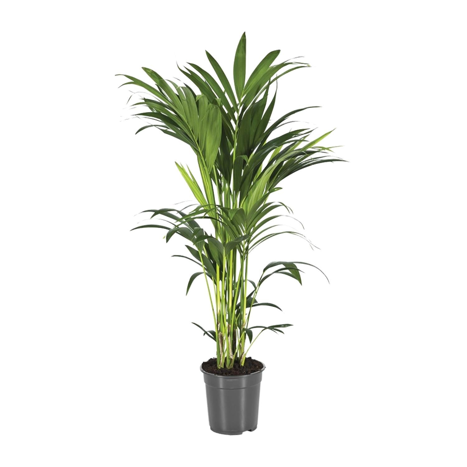 Howea Forsteriana - Ø21cm - ↕100cm
