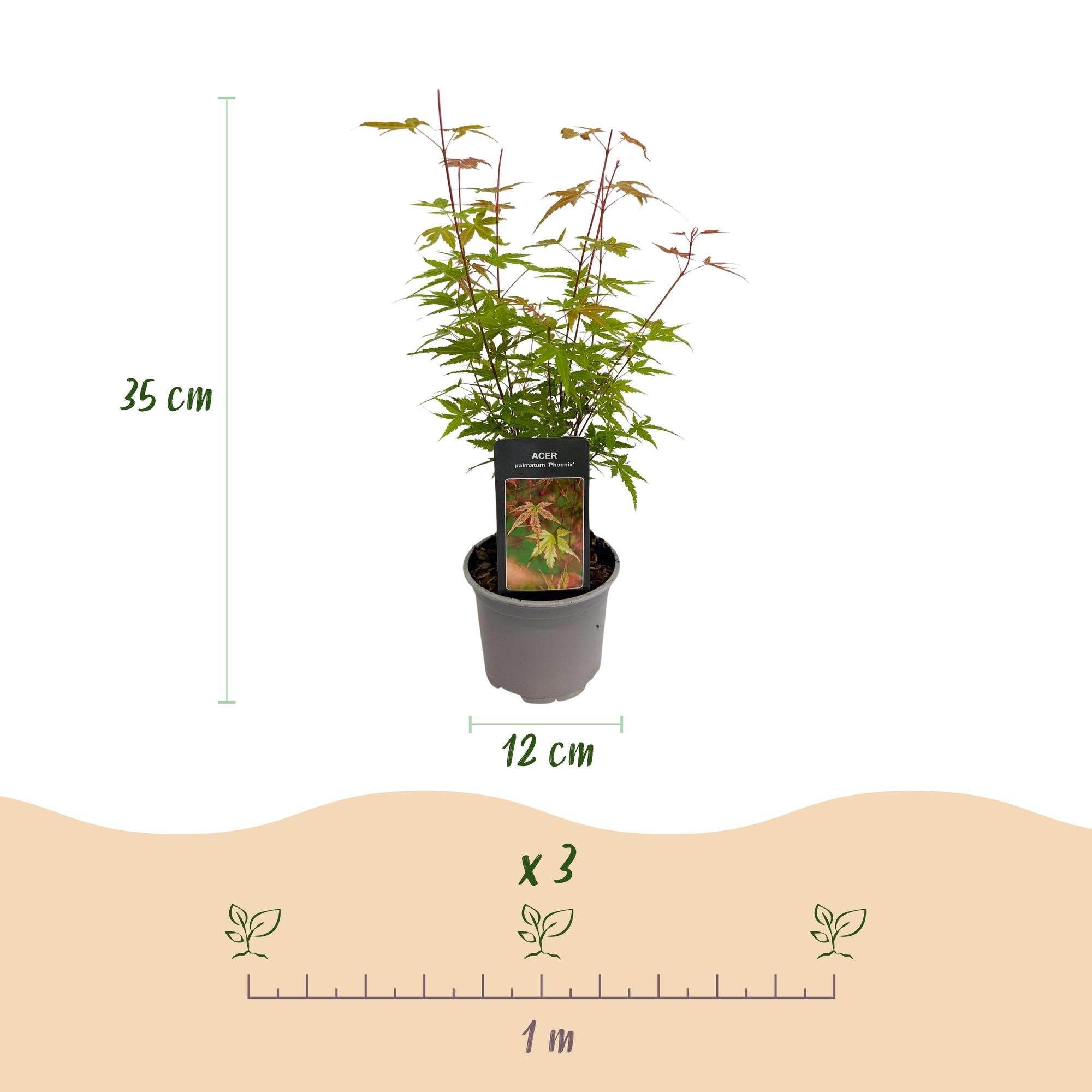 Acer palmatum Phoenix - Roze - 1 Plant - Bladverliezend - Weinig Onderhoud - Pot 12cm Hoogte 35cm