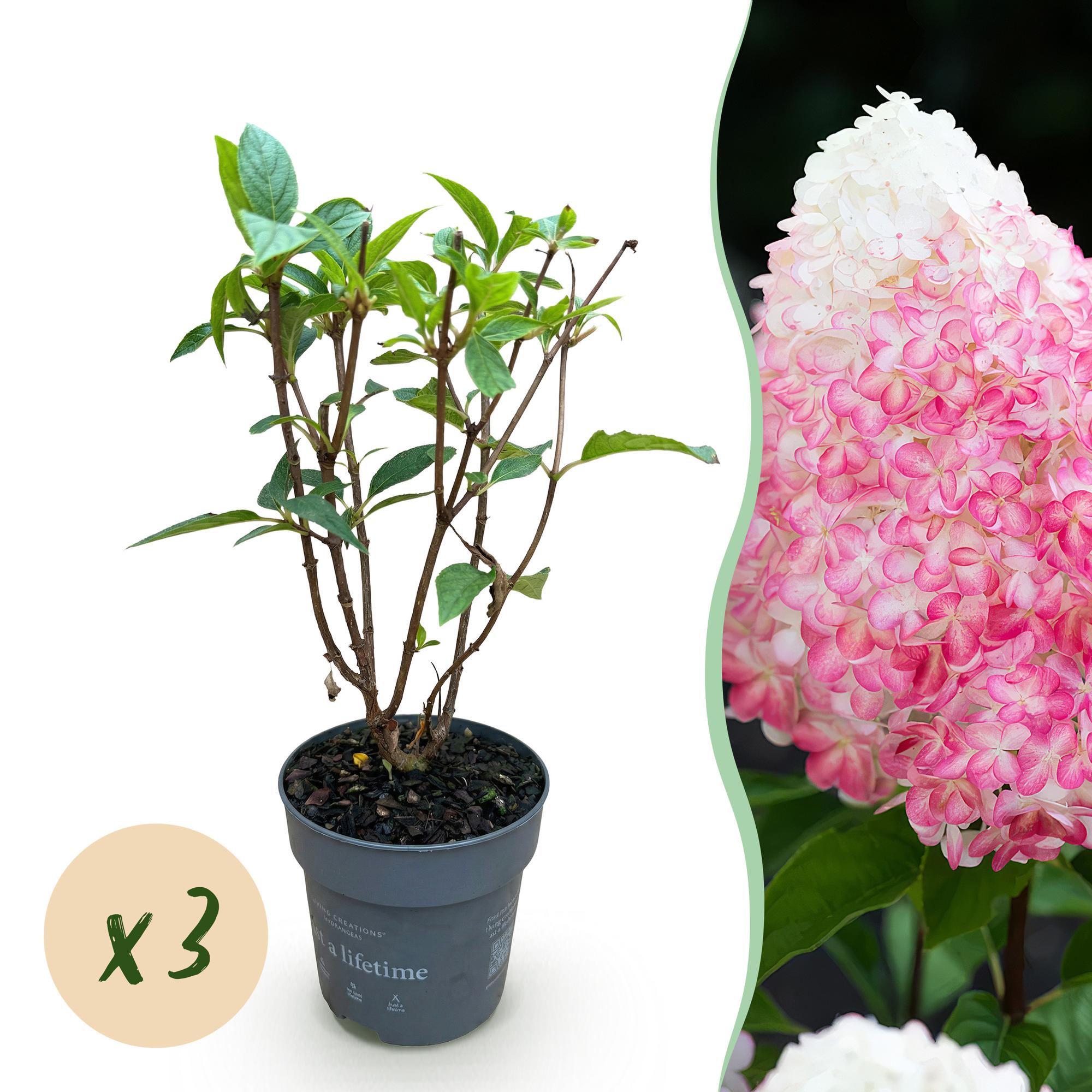 Hydrangea panniculata Living Pink & Rose - Pluimhortensia - Winterhard - Roze - 3 Planten - Pot 12cm - Hoogte Hoogte 20-30cm