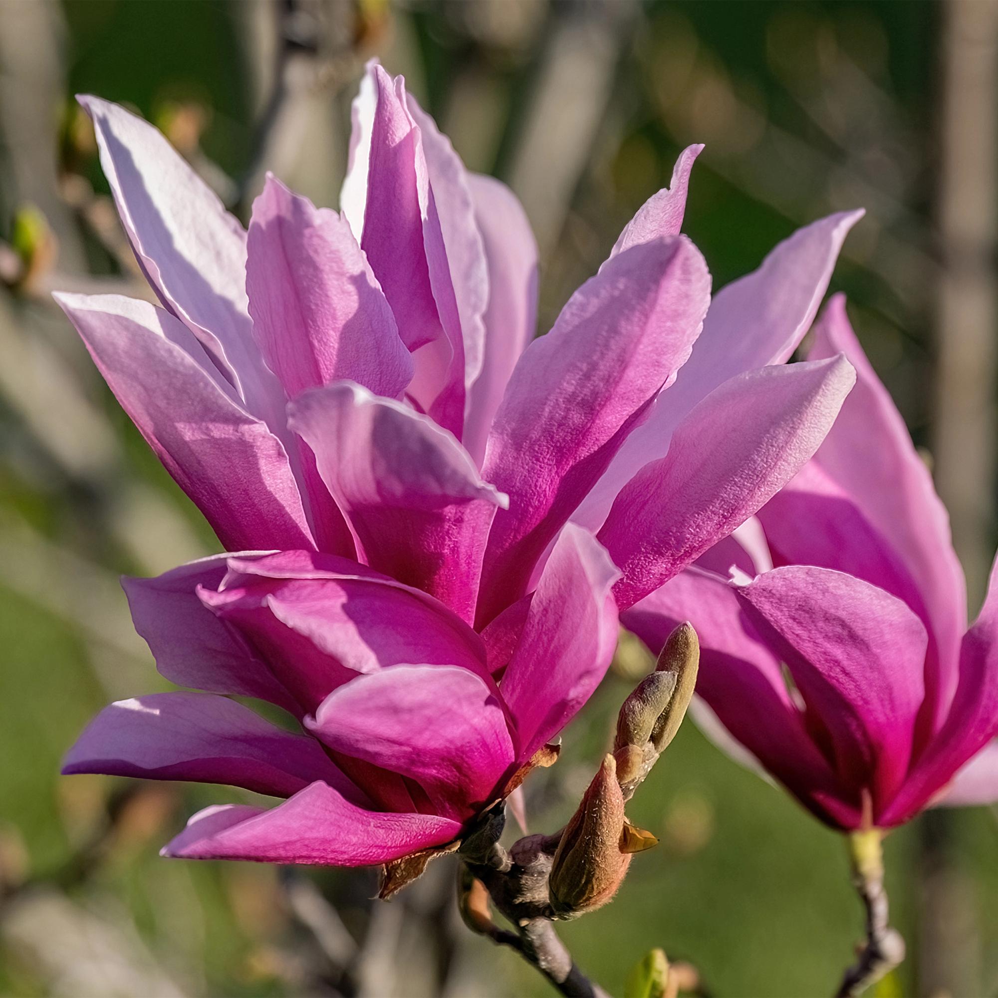 Magnolia liliiflora Nigra - Bloem Paars - 3 Planten - Bladverliezend - Weinig Onderhoud - Pot 12cm Hoogte 30cm