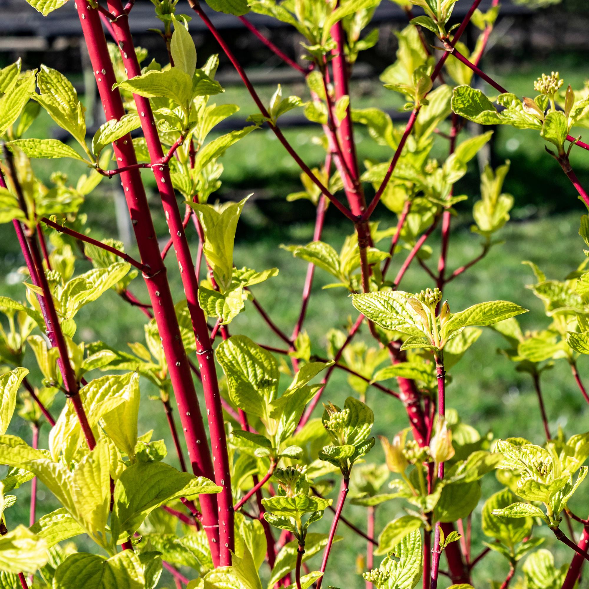 Cornus sibirica - Rode Takken - 1 Plant - Bladverliezend - Weinig Onderhoud - Pot 17cm Hoogte 45cm