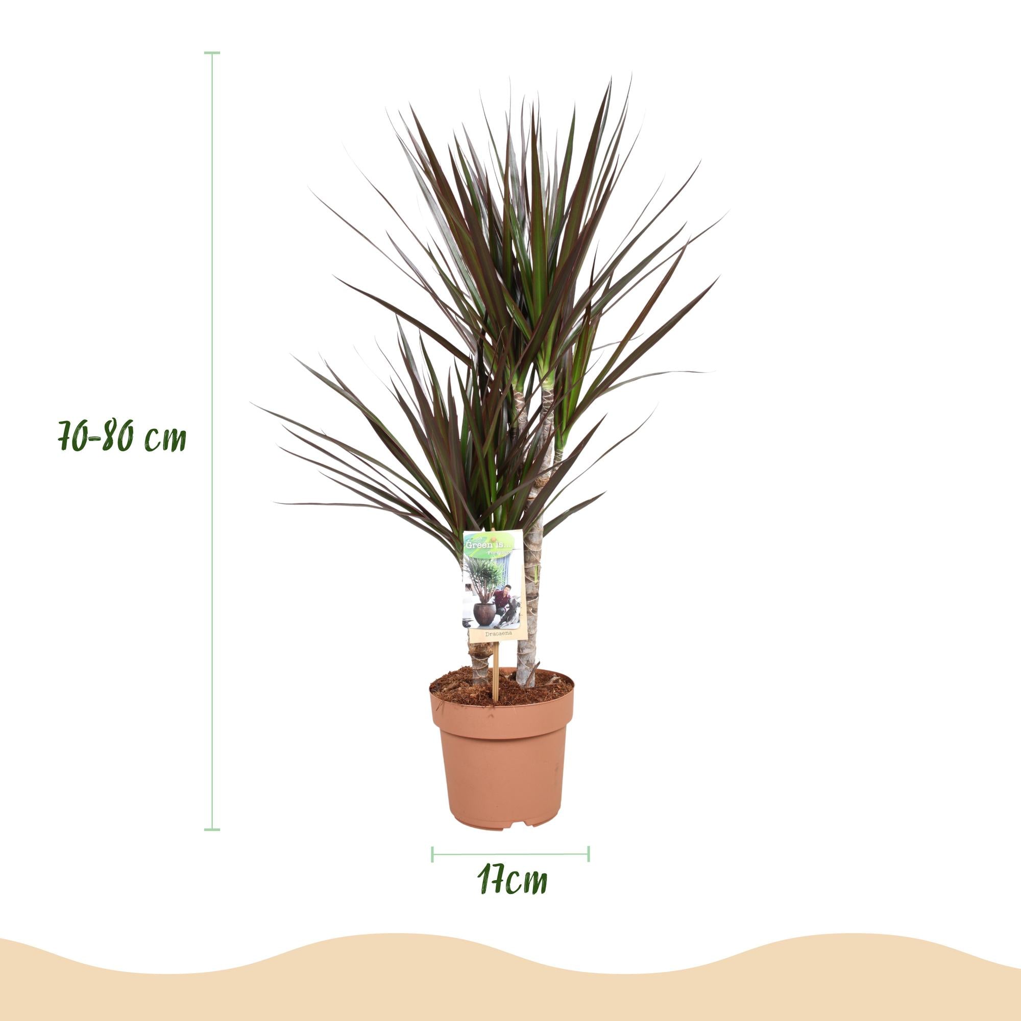 Dracaena Magenta - Drakenbloedboom - Weinig onderhoud - Groen - 1 Plant - Pot 17cm - Hoogte 70-80cm