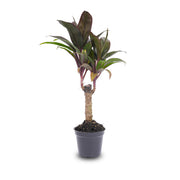 Mini palmier - Cordyline fruticosa 'Purple Compacta' - Plante de terrarium - Pot taille 6