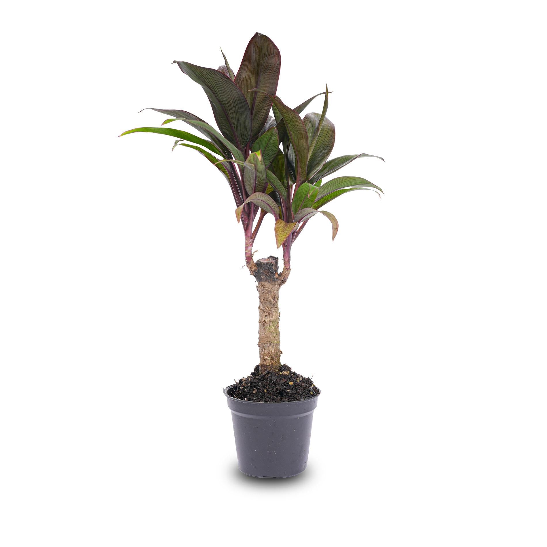 Mini palmier - Cordyline fruticosa 'Purple Compacta' - Plante de terrarium - Pot taille 6