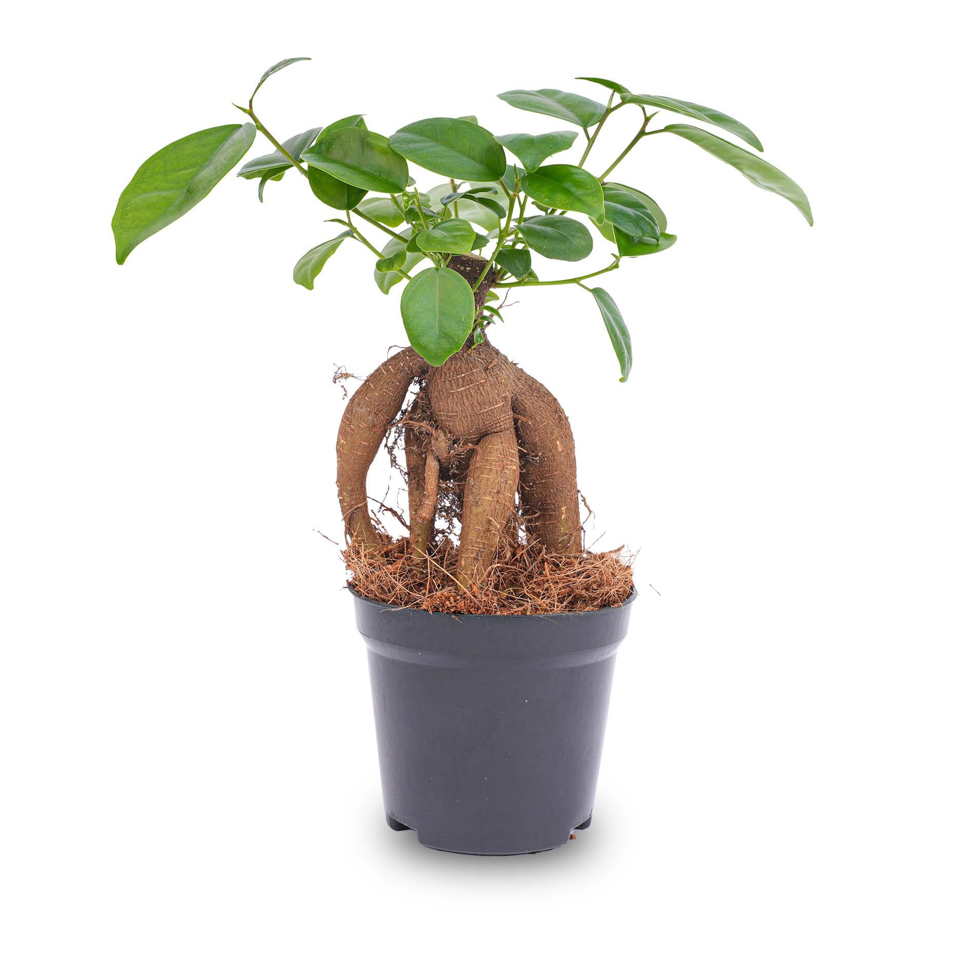 Ficus microcarpa ginseng bonsai  - Potmaat 9