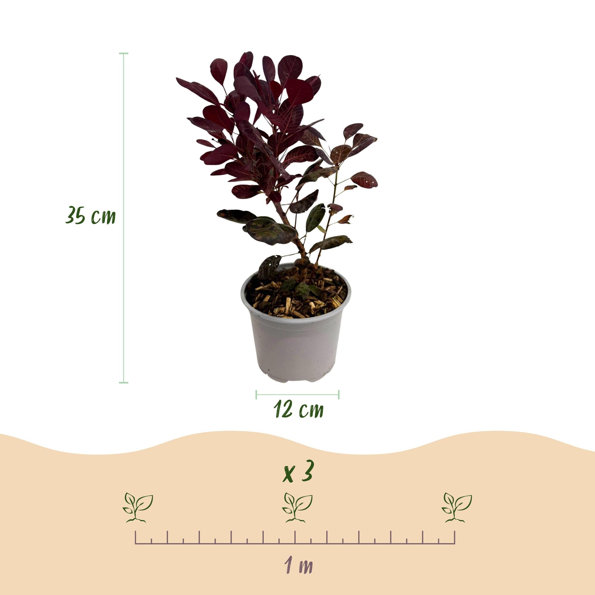 Cotinus coggyria Lilla - Paars 3 Planten - Bladverliezend - Weinig Onderhoud - Pot 12cm Hoogte 35cm