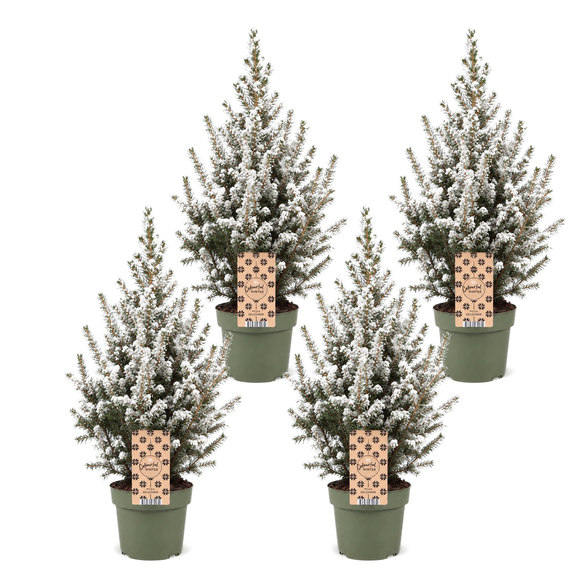 Picea glauca Conica - 4x Kegelspar - Groen - Wit - Kerstboom - Ø17cm - ↕65cm
