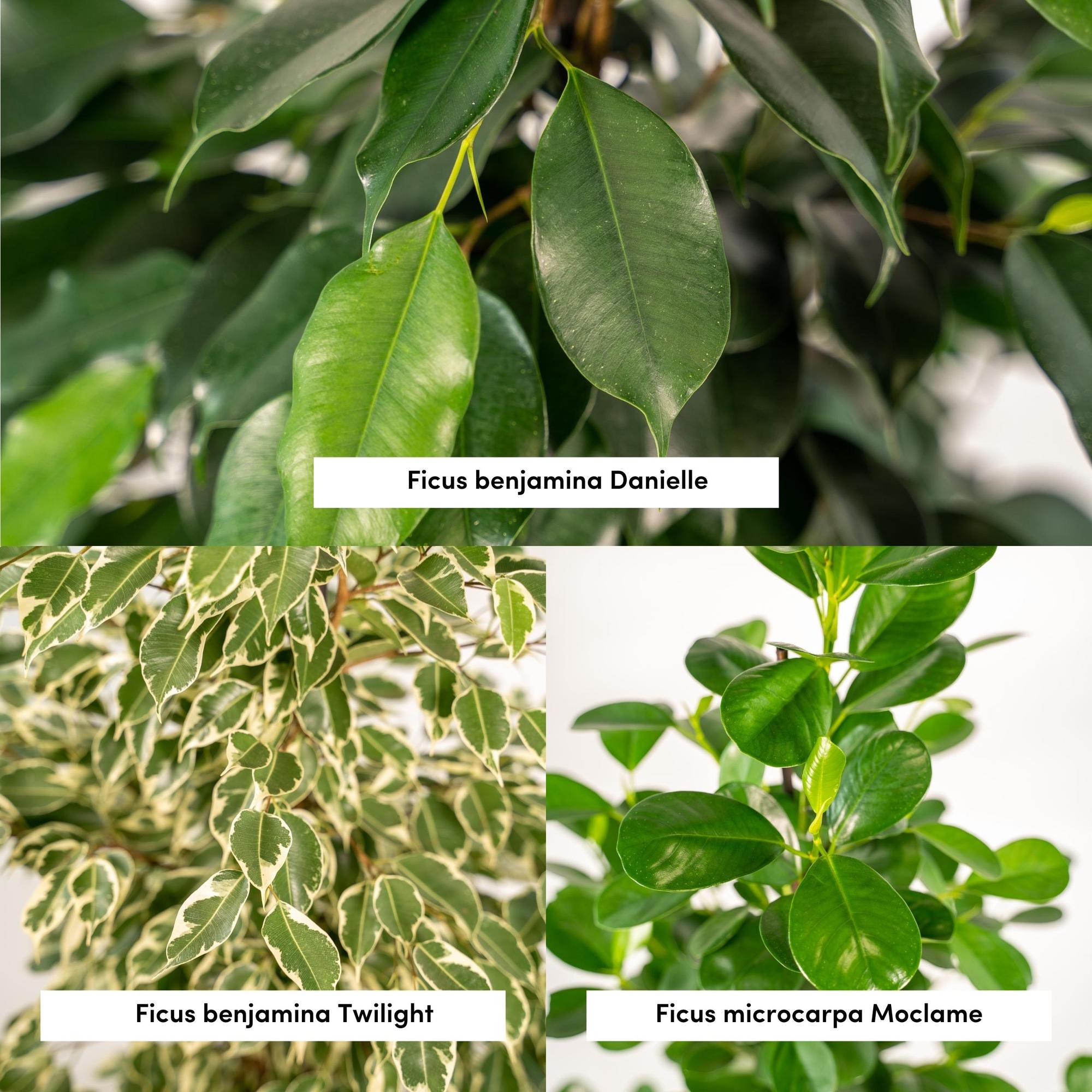 Ficus Benjamina Danielle - Ø21cm - ↕95cm + Ficus Benjamina Twilight - Ø21cm - ↕95cm + Ficus Microcarpa Moclame - Ø21cm - ↕95cm + Basket Igmar