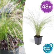 48x Stipa tenuissima 'Pferdeschwänze' - ↕10-25cm - Ø9cm