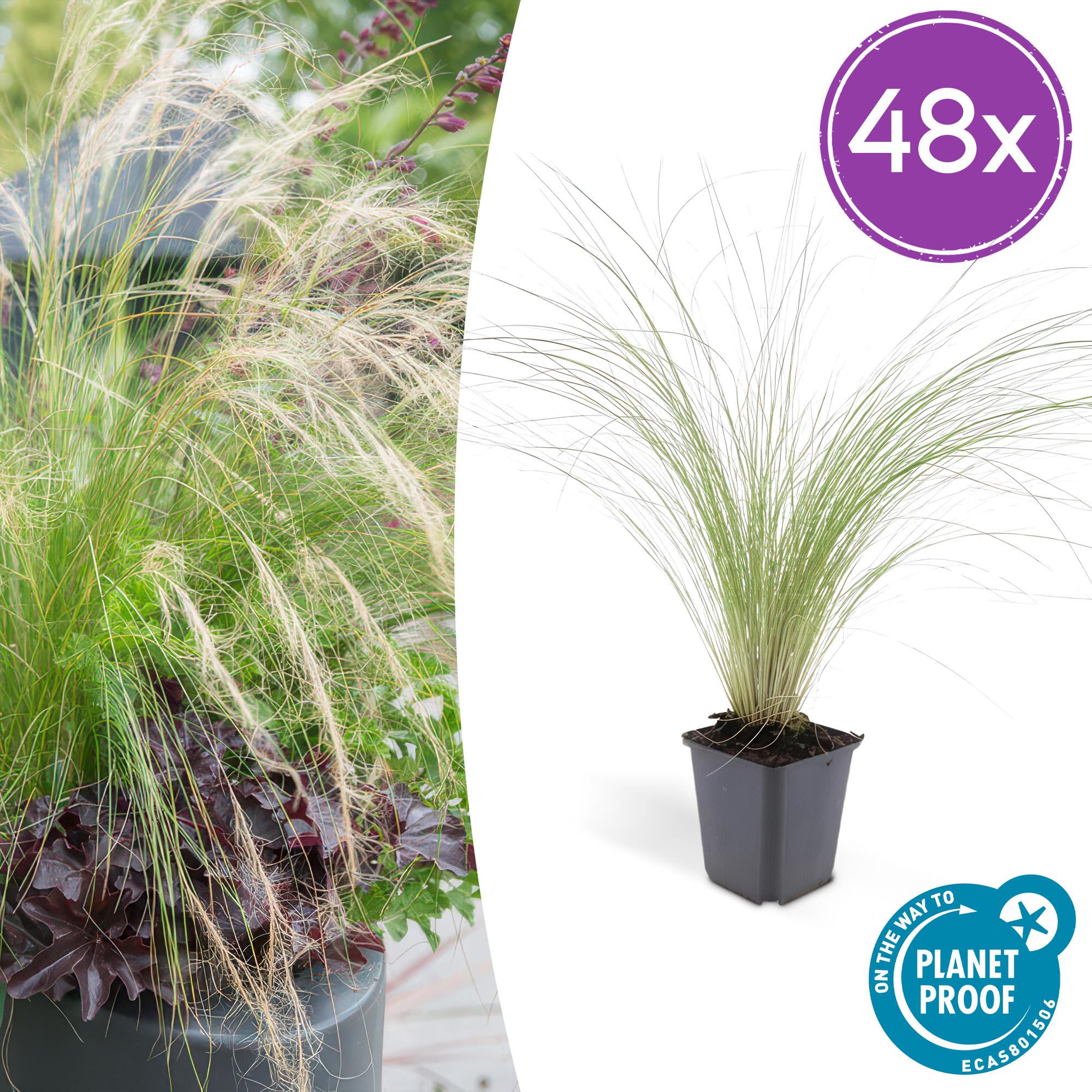 48x Stipa tenuissima 'Ponytails' - ↕10-25cm - Ø9cm