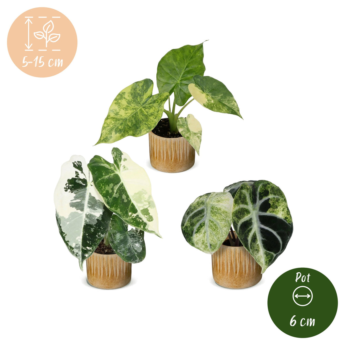 Baby Alocasia Tricolour Variegata 3x - Groen - Zwart - Variegata - Tropisch - incl. Linnea Honey - Ø6cm - ↕5-15cm