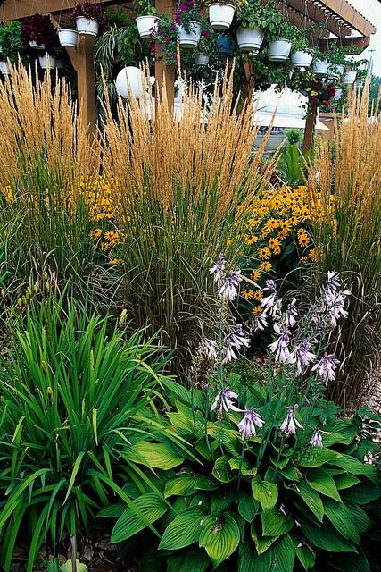 12x Calamagrostis acute. 'Karl Foerster' - ↕10-25cm - Ø9cm
