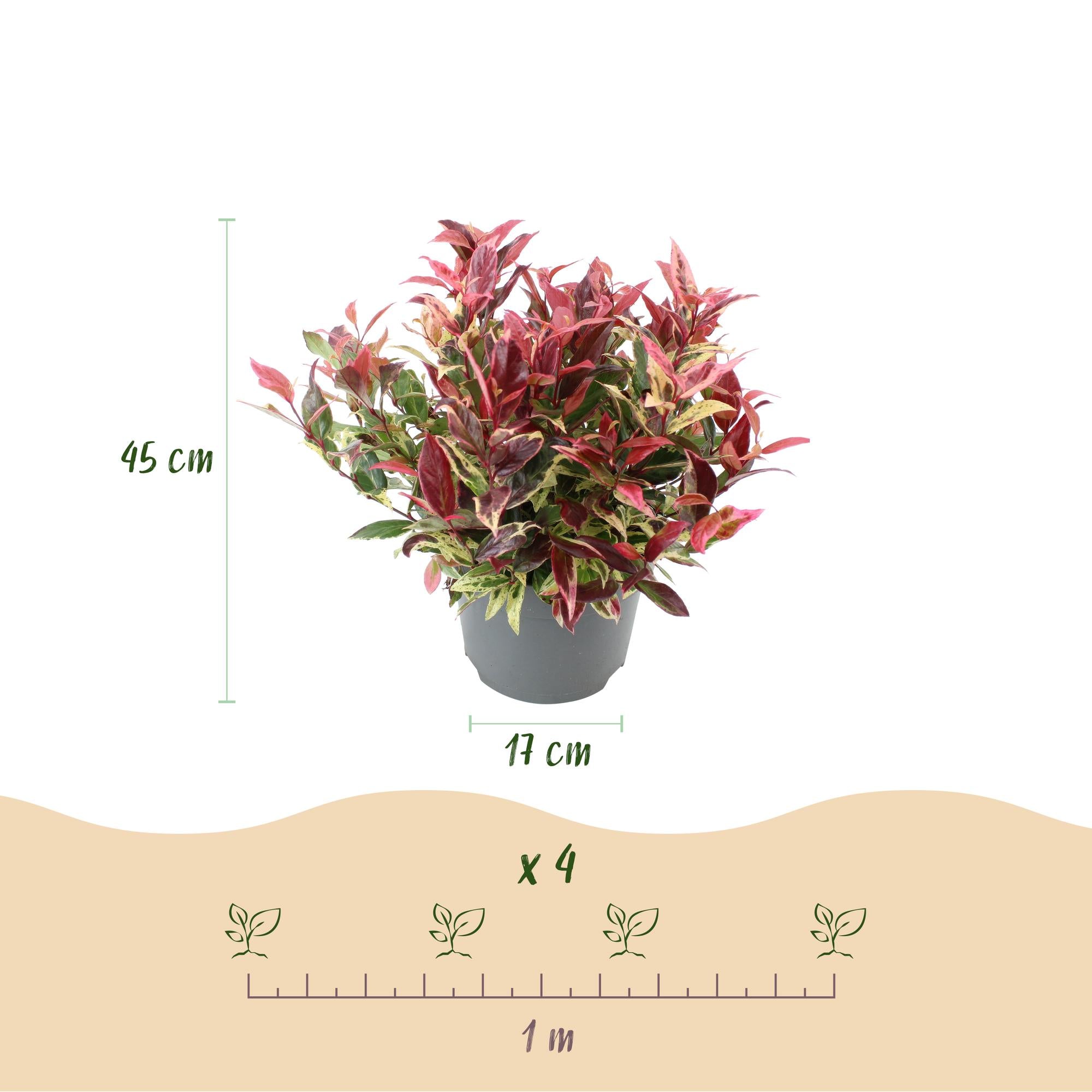 Leucothoe Colour Diamond - Bont - 2 Planten - Groenblijvend - Weinig Onderhoud - Pot 17cm Hoogte 45cm