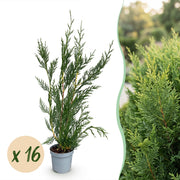 Cupressocyparis leylandii 2011 - Leylandii - 16x - Haagplanten - Groenblijvend - Groen - Pot 9cm - Hoogte 30-40cm