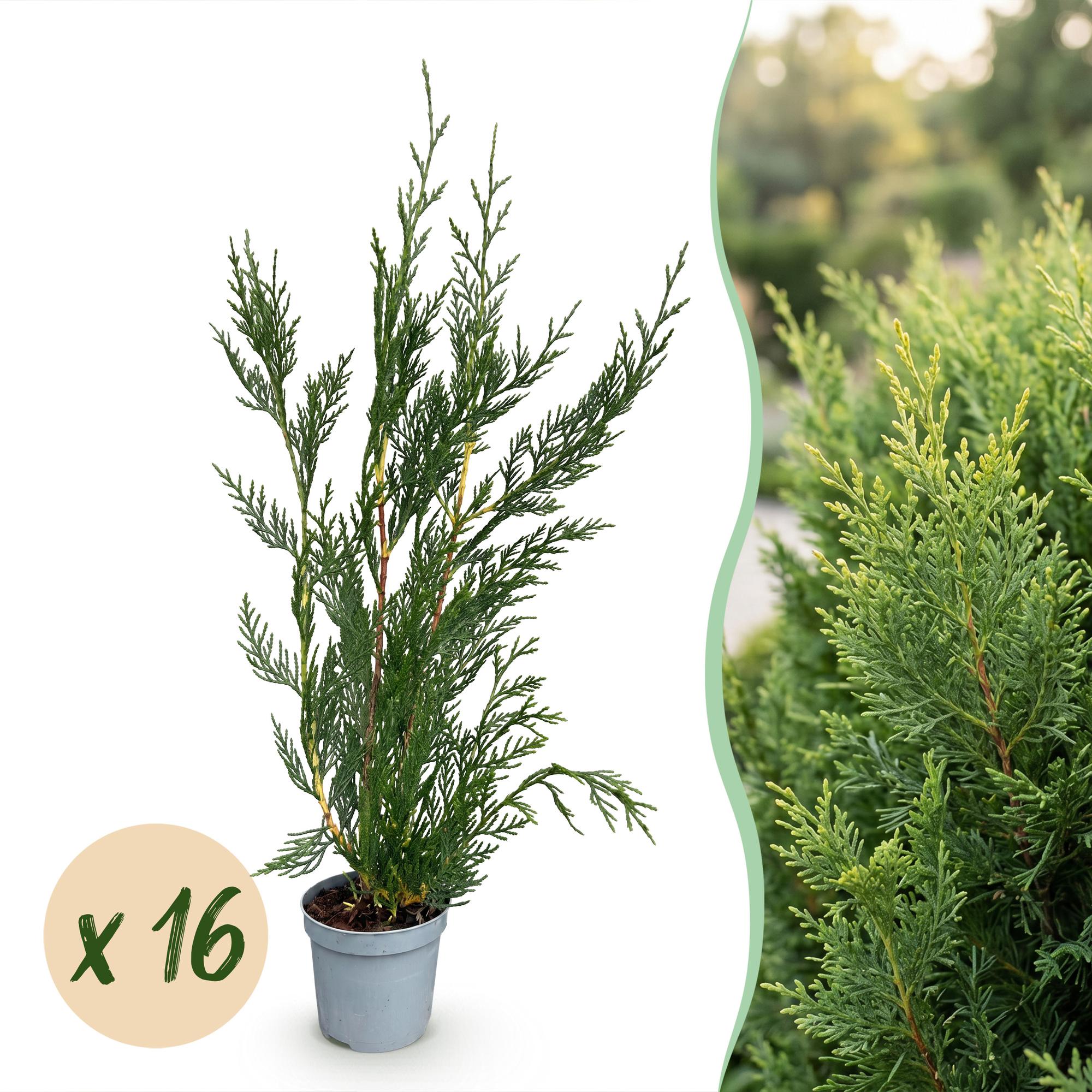 Cupressocyparis leylandii 2011 - Leylandii - 16x - Haagplanten - Groenblijvend - Groen - Pot 9cm - Hoogte 30-40cm