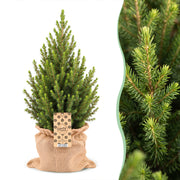 Picea glauca Conica - 2x Kegelspar - Groen - Kerstboom - incl. jute zak - Ø19cm - ↕65cm