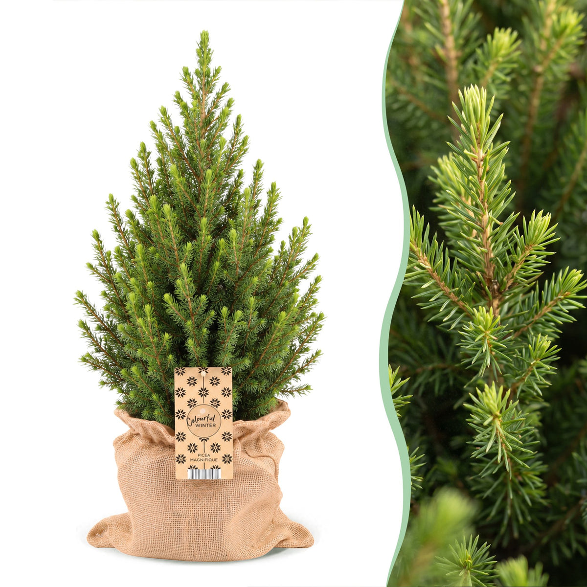 Picea glauca Conica - 2x Kegelspar - Groen - Kerstboom - incl. jute zak - Ø19cm - ↕65cm