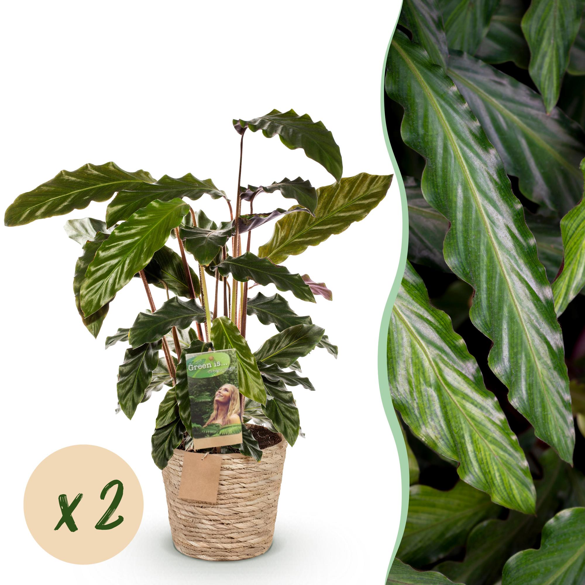 Calathea Rufibarba - met mand - Pot 17cm - Hoogte 55-60cm 2x