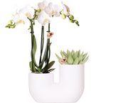 Kolibri Orchids | Set di orchidea bianca Amabilis e succulenta in un vaso tubolare bianco - dimensioni del vaso Ø9cm | pianta da appartamento fiorita - fresca dal coltivatore