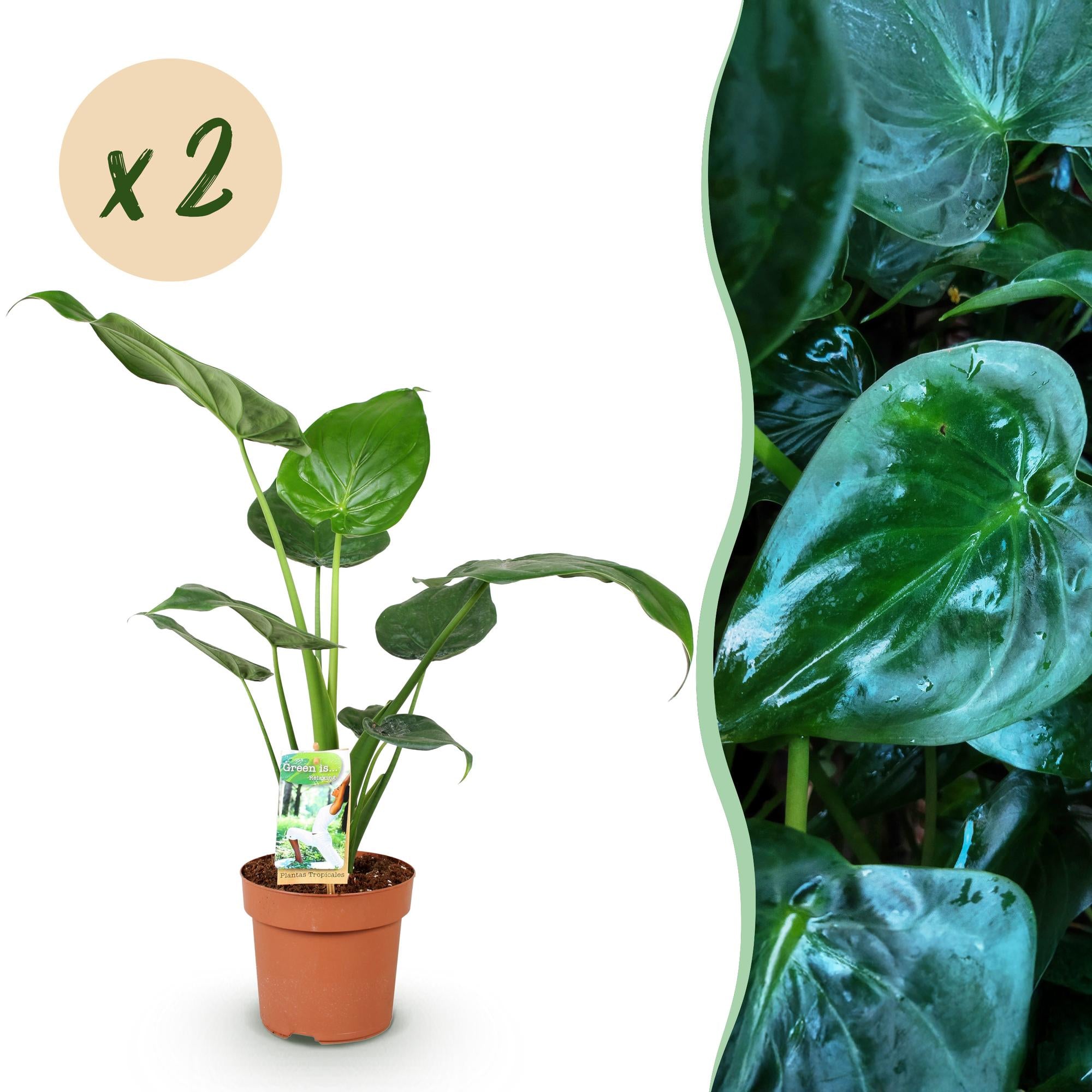 Alocasia Cucullata - Olifantsoor - Pot 17cm - Hoogte 60-65cm 2x