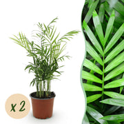 Chamaedorea elegans - Goudpalm - Huisdiervriendelijk - Groen - 2 Planten - Pot 12cm - Hoogte 35-40cm