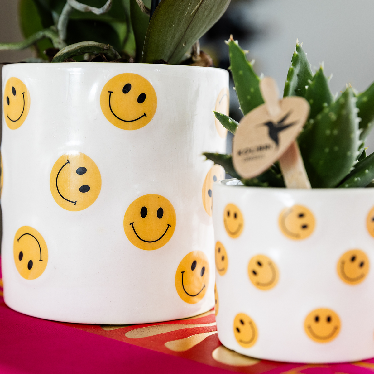 Kolibri Company | Plantenset Smiley | Gele Phalaenopsis Orchidee Albenga Ø9cm en Succulent incl. keramieken sierpotten