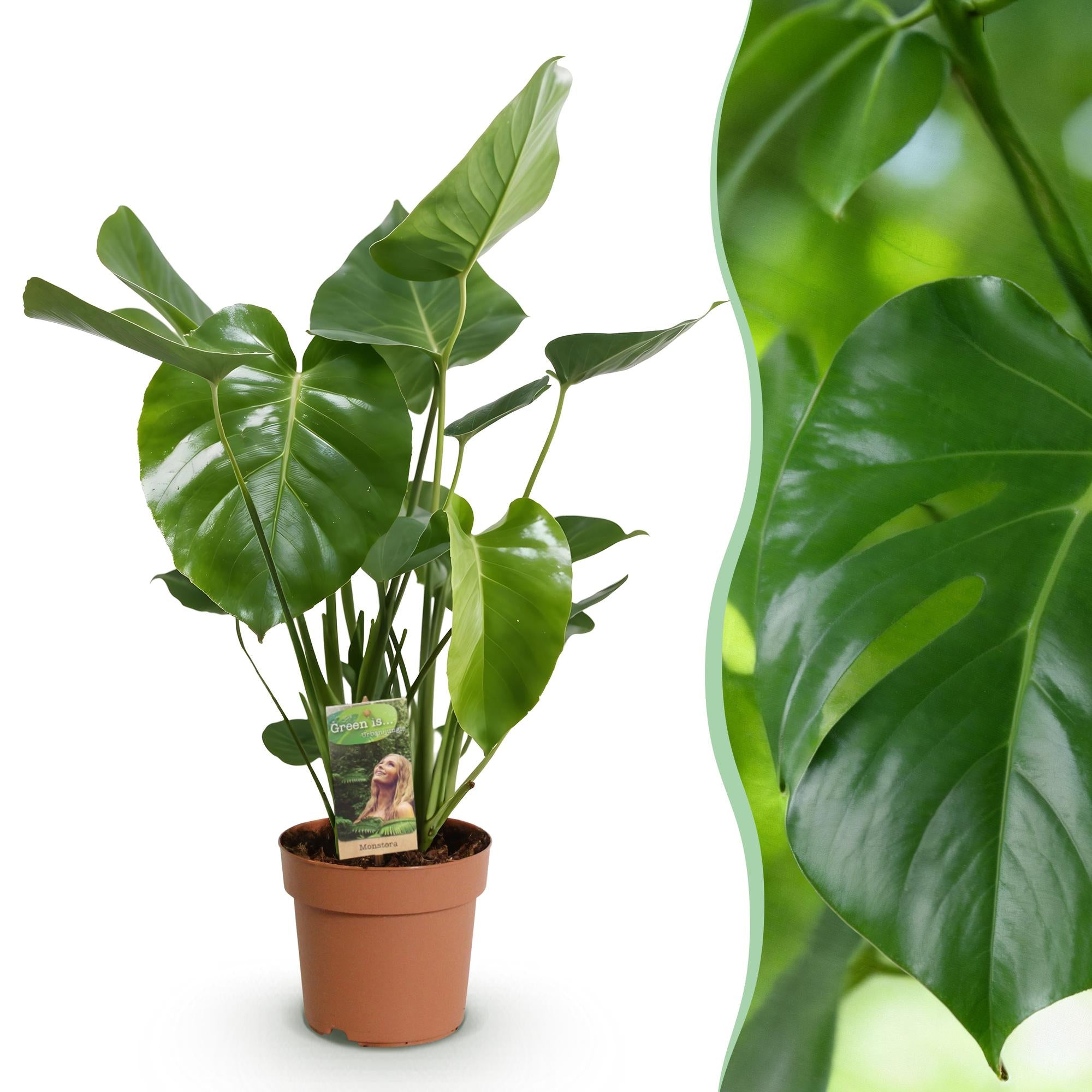 Monstera Deliciosa - Gatenplant -Pot 17cm - Hoogte 50-55cm