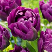 96 bulbos de tulipán lila doble - Tulipán lila doble - Morado - Floración primaveral - Tamaño del bulbo 11/12