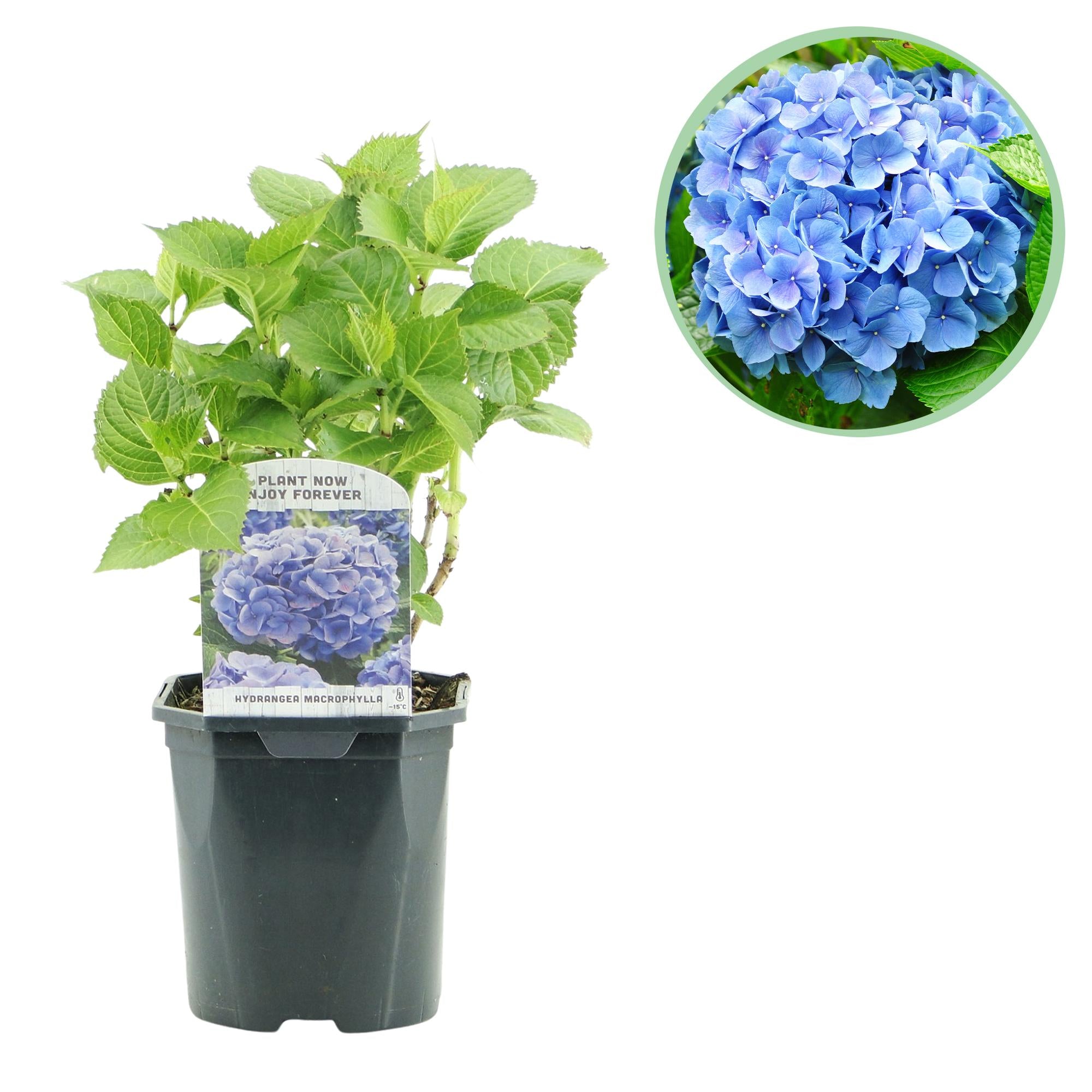 Green boutiQ - Ortensia - Hydrangea macrophylla Blue - Fiore Blu - 1 Pianta - Decidua - Bassa Manutenzione - Vaso 17cm Altezza 30cm