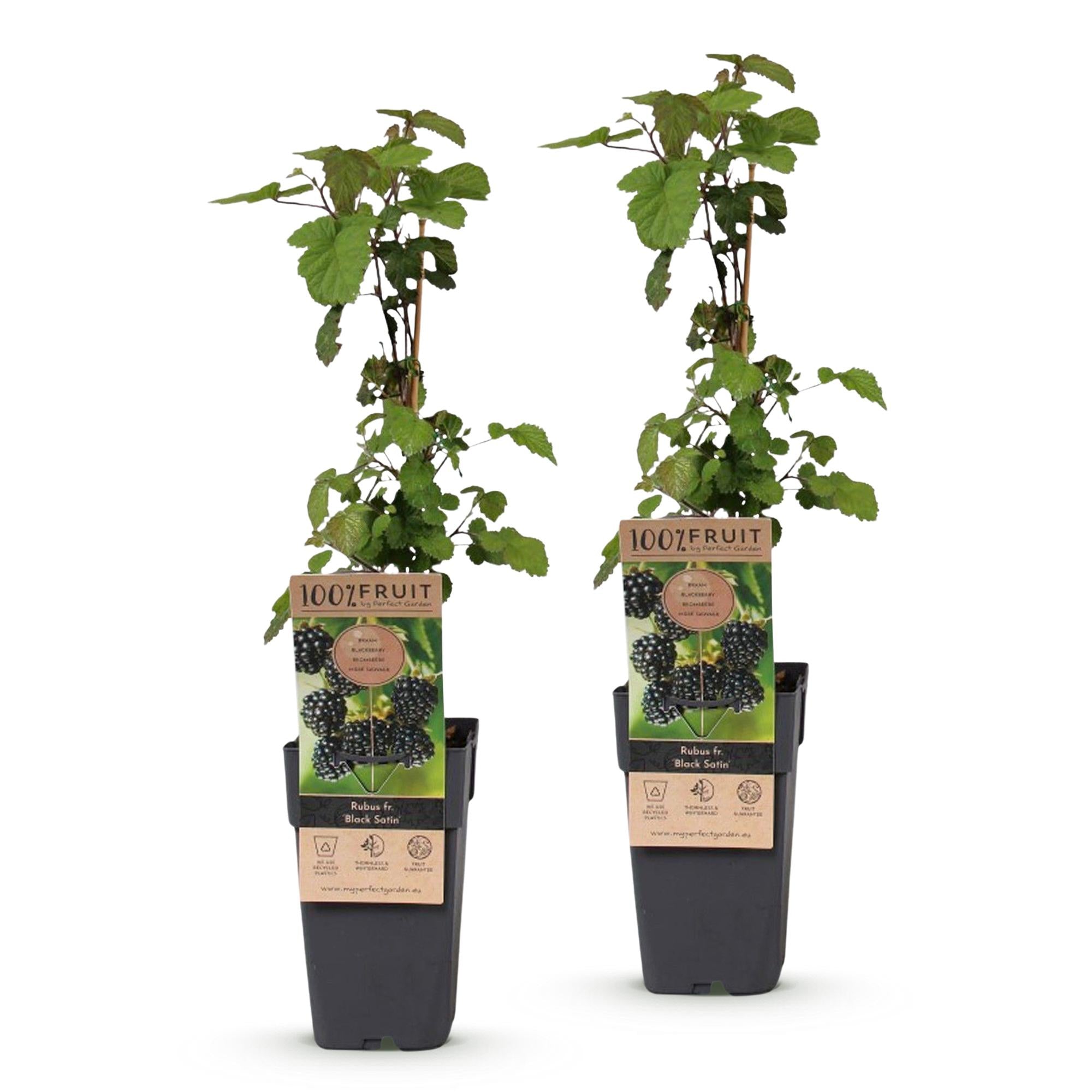 Rubus fruticosus Black Satin - Bramenplant - Winterhard - Zwarte Braam - 2 Planten - Pot 15cm - Hoogte 50cm