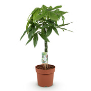 Pachira Aquatica gevlochten stam - Geldboom - Pot 21cm - Hoogte 80-90cm