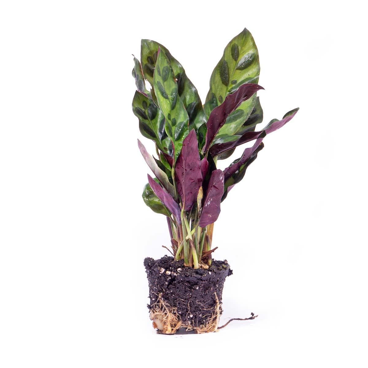 Calathea Lancifolia - Pianta di pavone - Pianta da terrario - Vaso misura 6