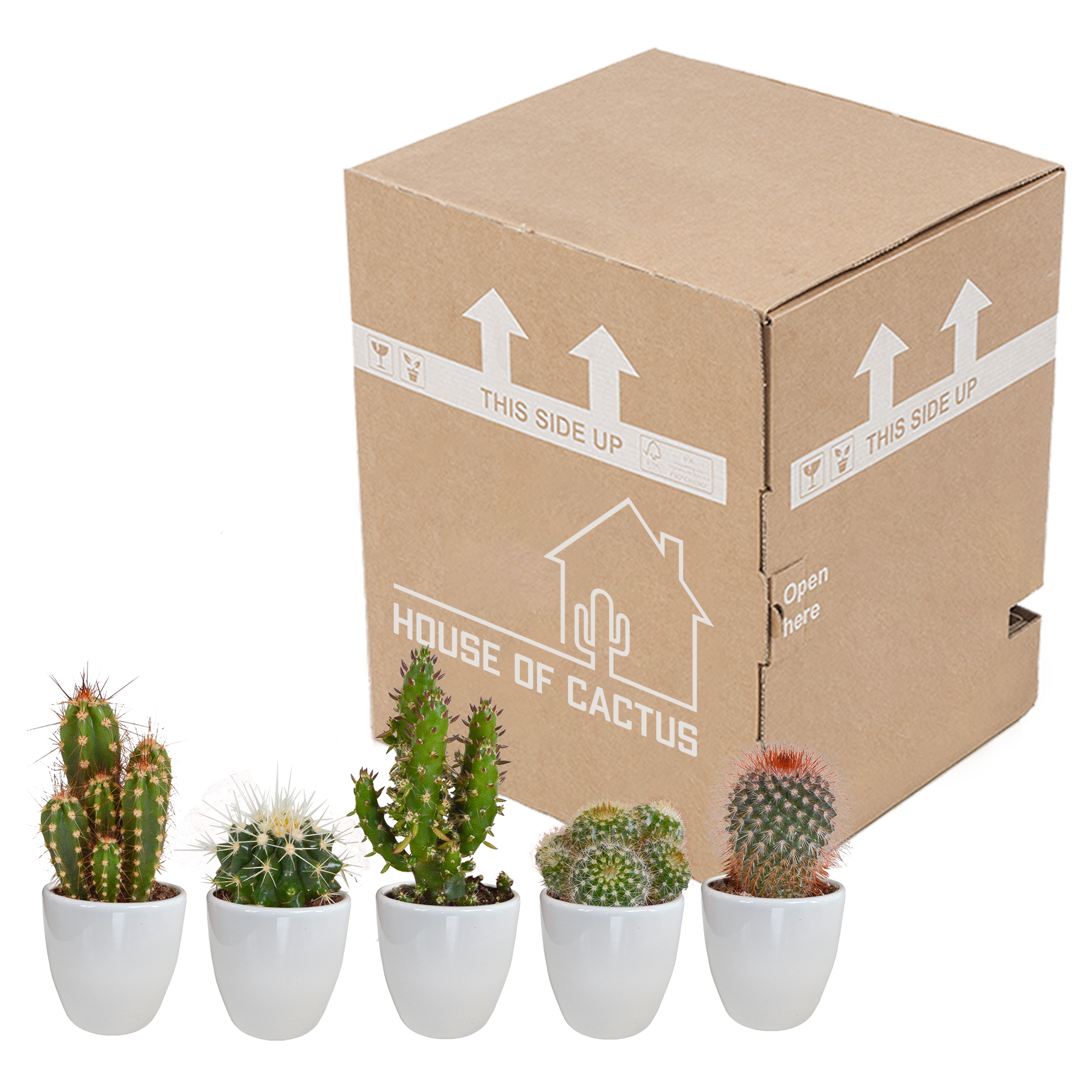 Cactus mix 5.5 cm - 5x - in white pot