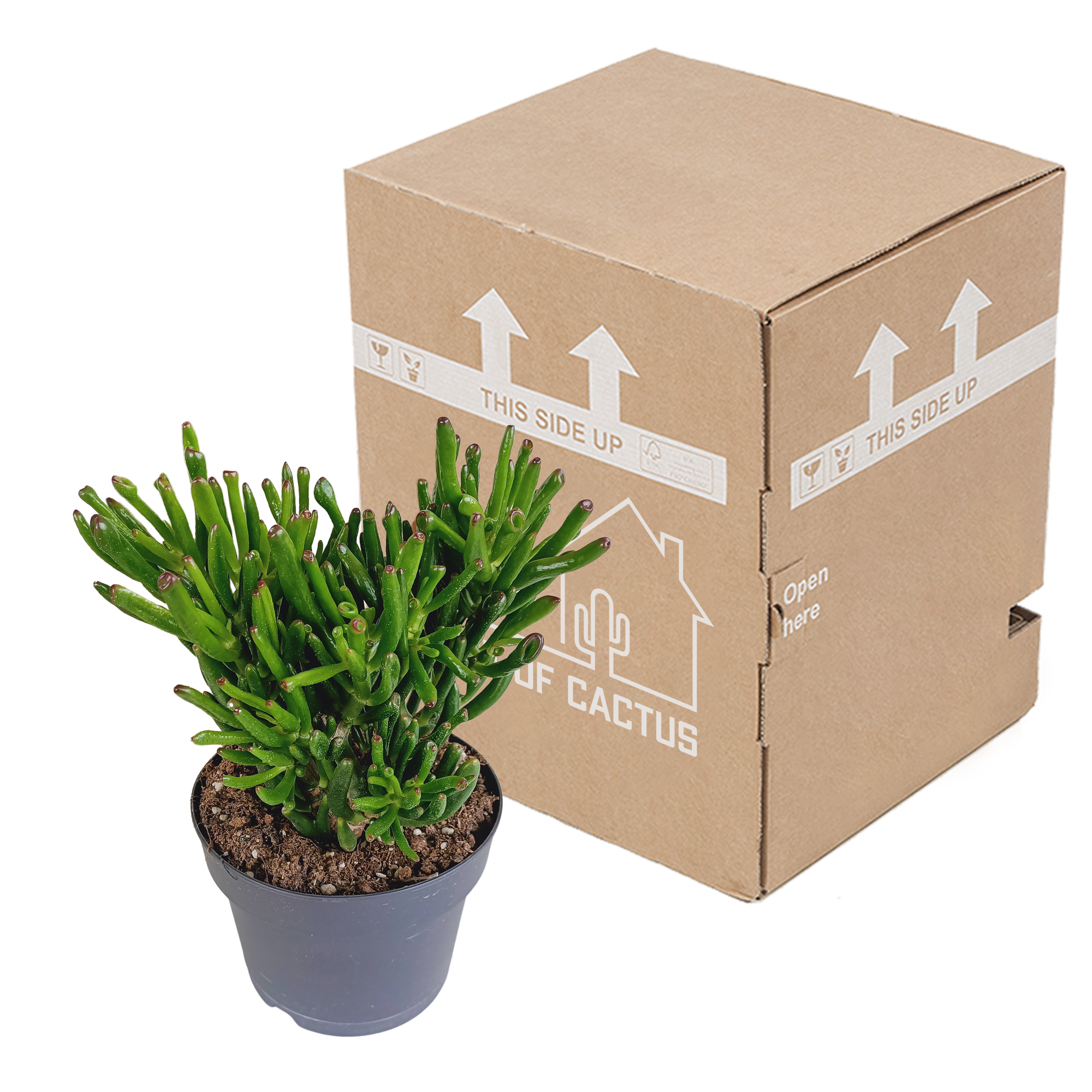 Crassula gollum 17cm