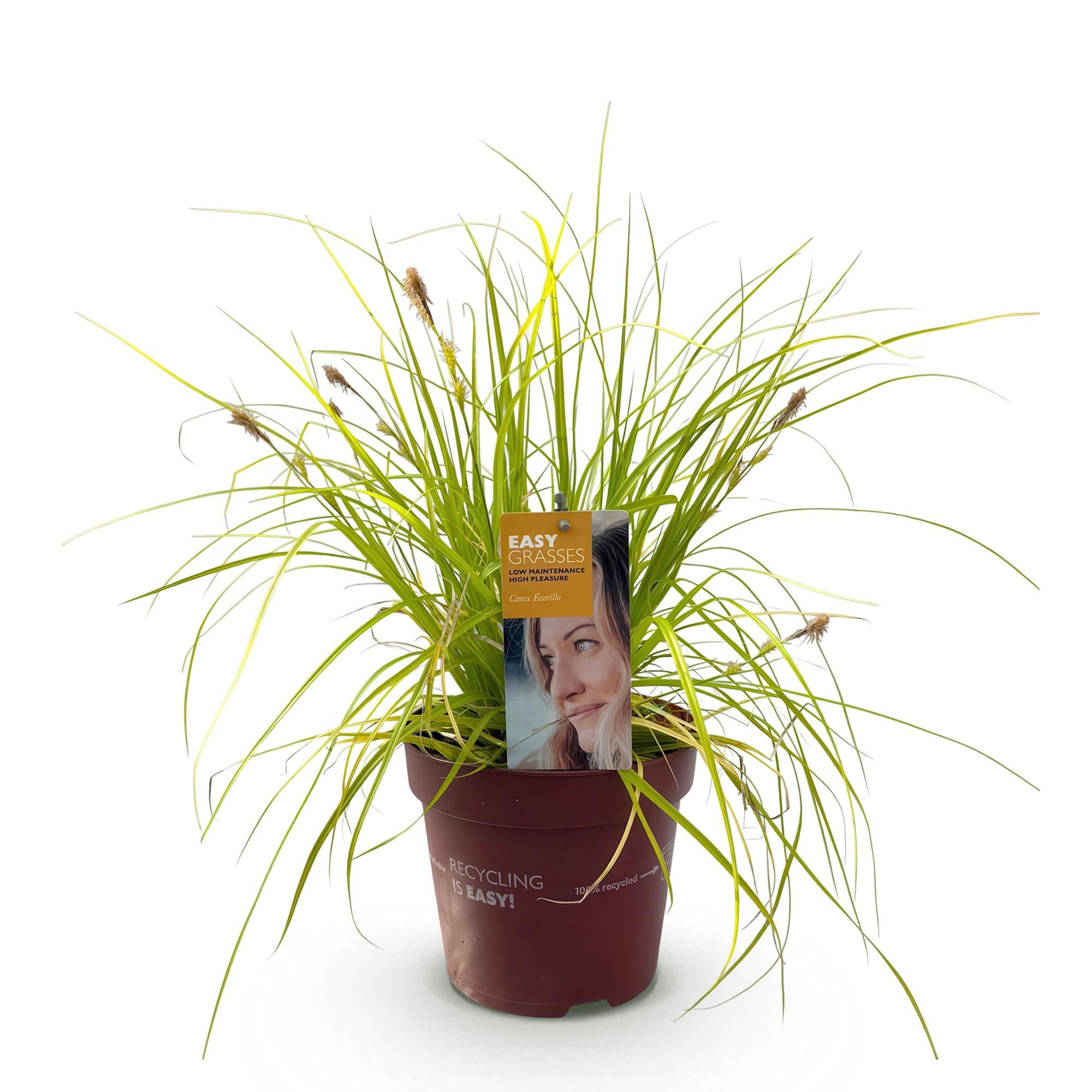 Carex oshimensis Everillo - Geel - 1 Planten - Groenblijvend - Winterhard - Pot 17cm Hoogte 50cm