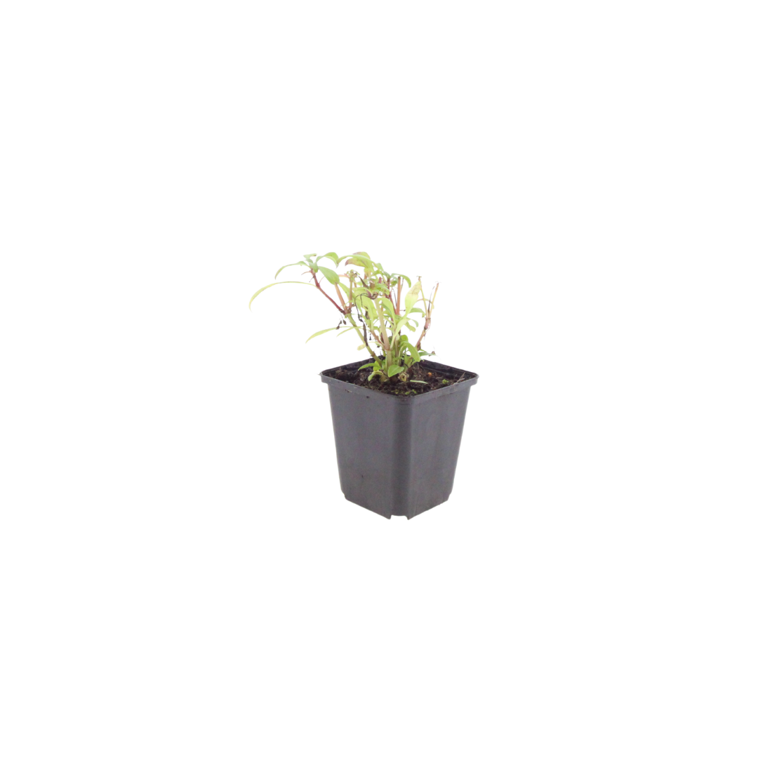 12x Centranthus ruber 'Coccineus' - ↕10-25cm - Ø9cm