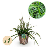 Carex morrowii Irish Green - Groen & Geel - 2 Planten - Bladhoudend - Weinig Onderhoud - Pot 17cm Hoogte 50cm