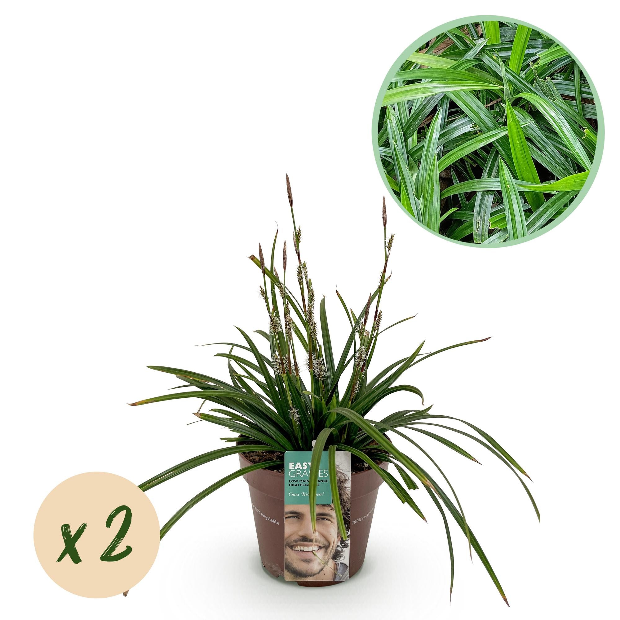 Carex morrowii Irish Green - Groen & Geel - 2 Planten - Bladhoudend - Weinig Onderhoud - Pot 17cm Hoogte 50cm