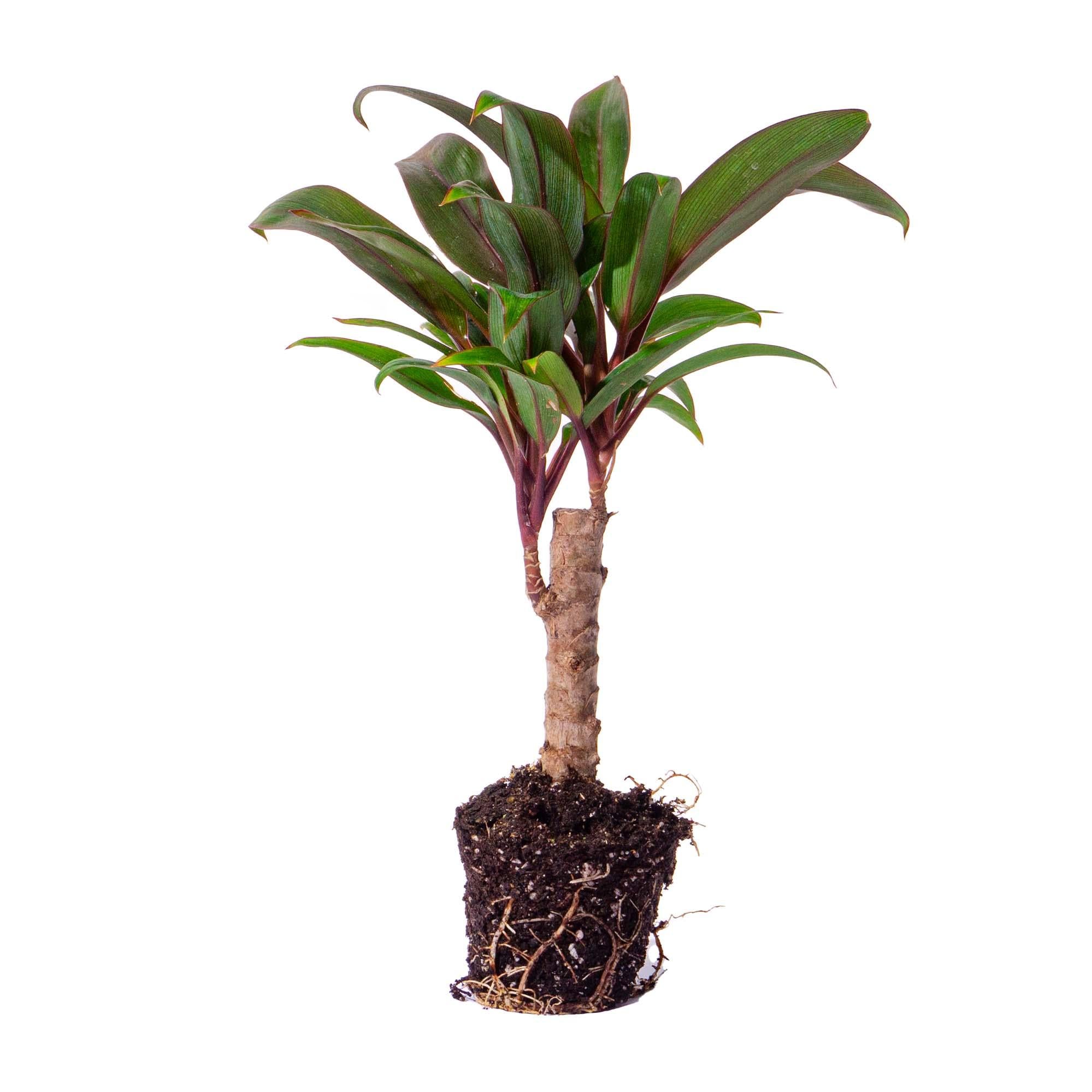 Mini palmier - Cordyline fruticosa 'Purple Compacta' - Plante de terrarium - Pot taille 6