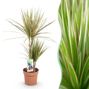Dracaena Marginata Bicolor - Drakenbloedboom - Weinig onderhoud - Groen - 1 Plant - Pot 17cm - Hoogte 70-75cm