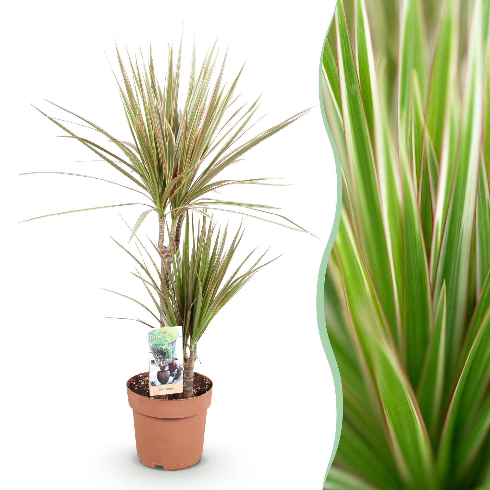 Dracaena Marginata Bicolor - Drakenbloedboom - Weinig onderhoud - Groen - 1 Plant - Pot 17cm - Hoogte 70-75cm