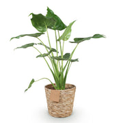 Alocasia Cucullata - Olifantsoor - met mand - Pot 21cm - Hoogte 65-70cm