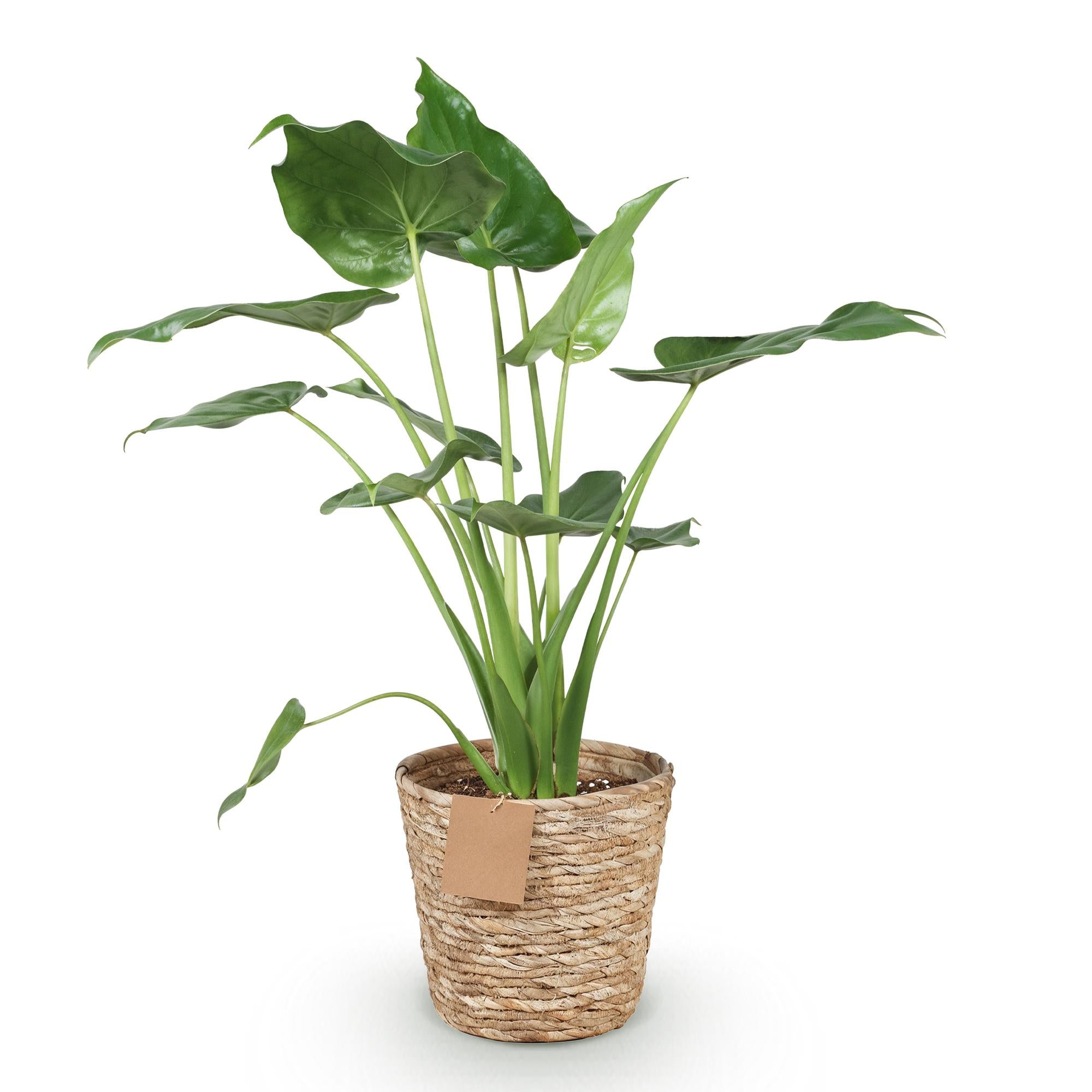 Alocasia Cucullata - Olifantsoor - met mand - Pot 21cm - Hoogte 65-70cm
