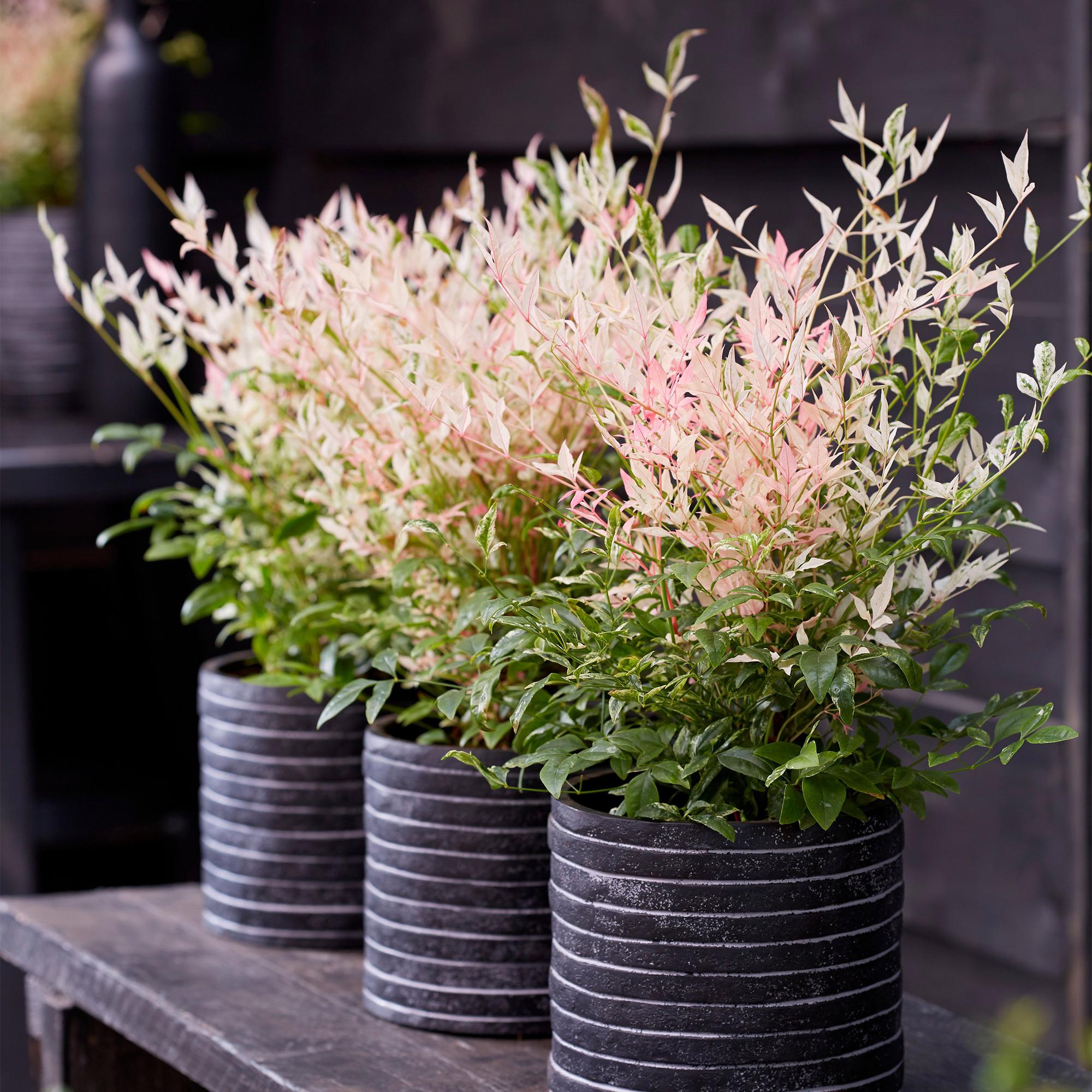 Nandina Twilight - Bont & Roze - 2 Planten - Groenblijvend - Weinig Onderhoud - Pot 17cm Hoogte 45cm
