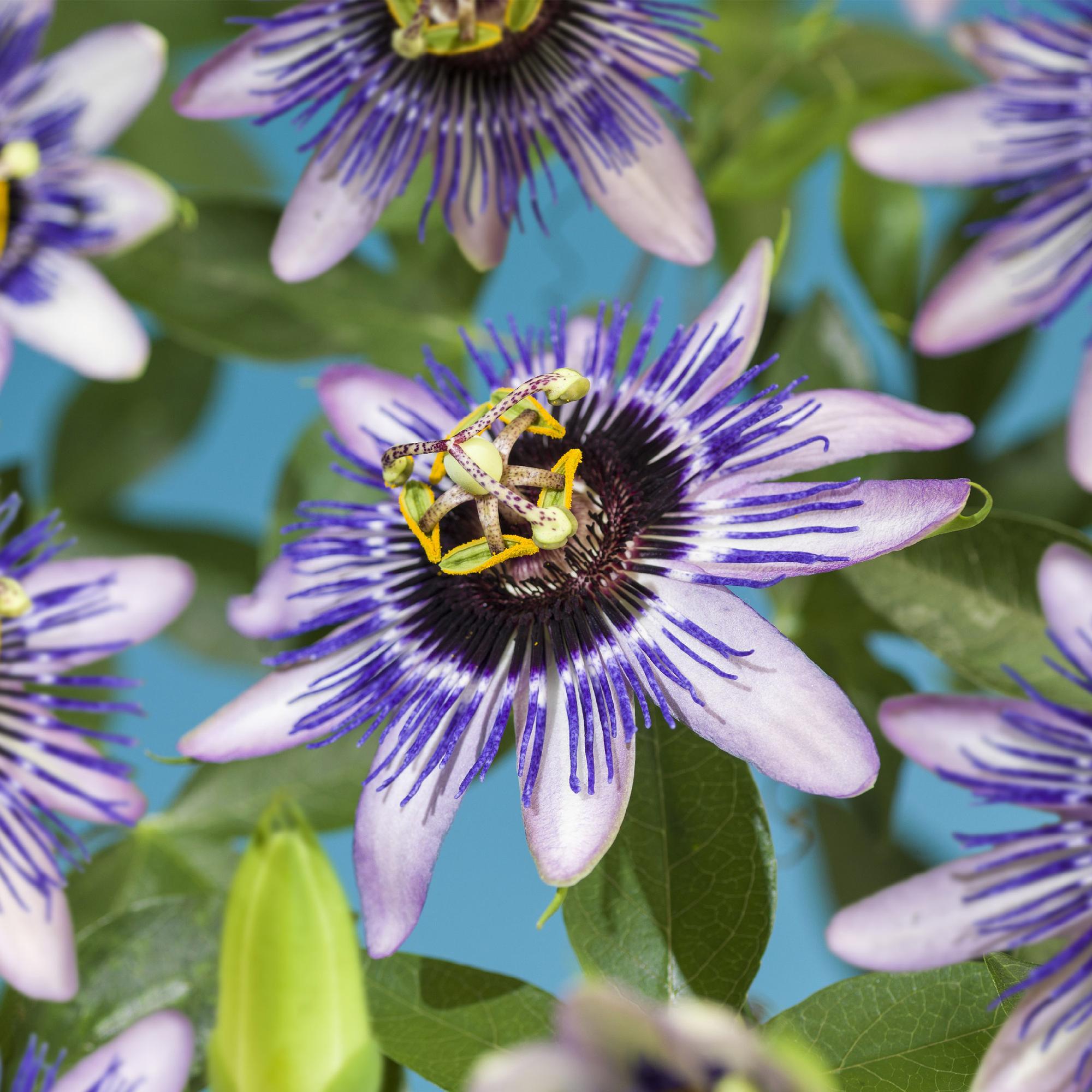 Green boutiQ – Passionsblume – Passiflora 'Damsels Delight' – Lila mit weißen Blüten – Pflegeleicht – 2 Pflanzen – Topf: 11 cm, Höhe: 40 cm