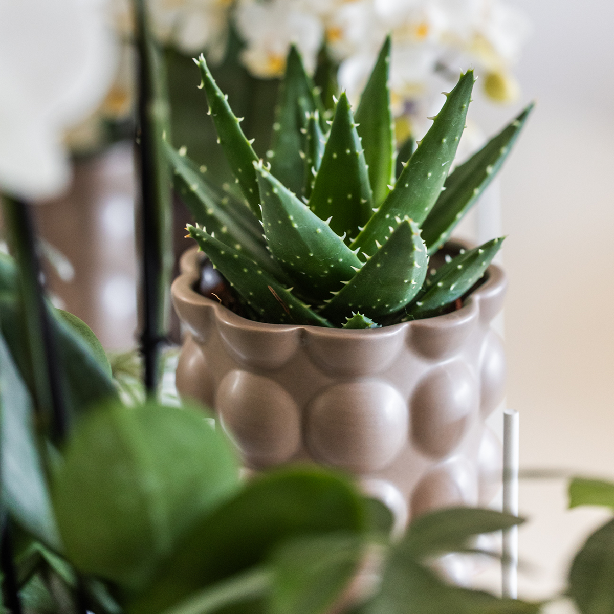 Kolibri Home | Dekorativer Baumwolltopf – Sand – Ø 9 cm